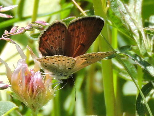 iNaturalist observation photo of Gossamer-winged Butterflies