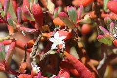 Sesuvium edmonstonei