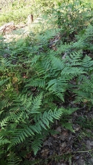 Pteridium pinetorum