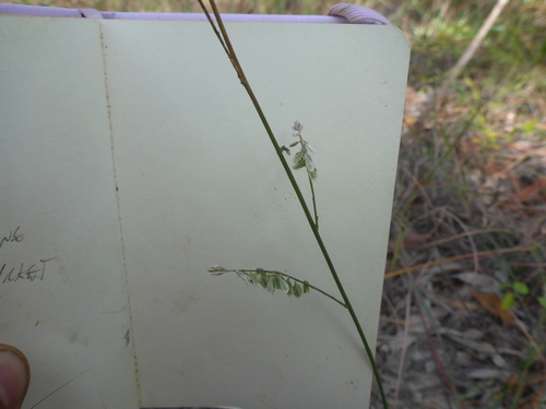 Polygala longifolia iNat (3)