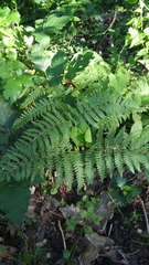 Pteridium pinetorum