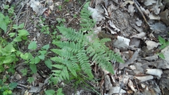 Pteridium pinetorum