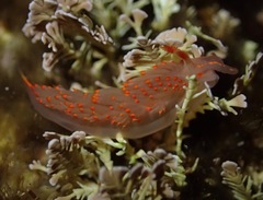 Austraeolis stearnsi