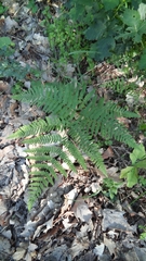 Pteridium pinetorum