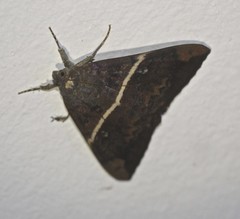 Oxyodes tricolor