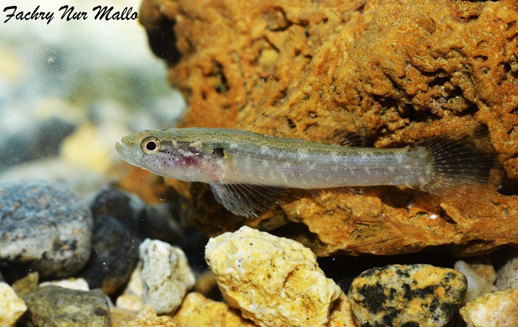 La Poso (Bunaka gyrinoides)