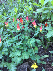Aquilegia elegantula