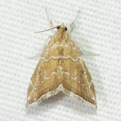 Scybalistodes vermiculalis