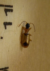 Demetrias monostigma