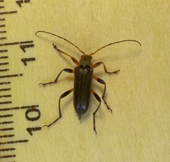 Cortodera femorata
