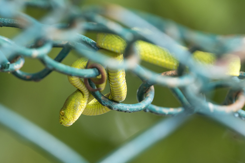 Redtail (bamboo) Pit Viper, Trimeresurus erythrurus