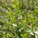 photo of Leatherleaf (Chamaedaphne calyculata)