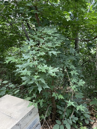 Acer truncatum