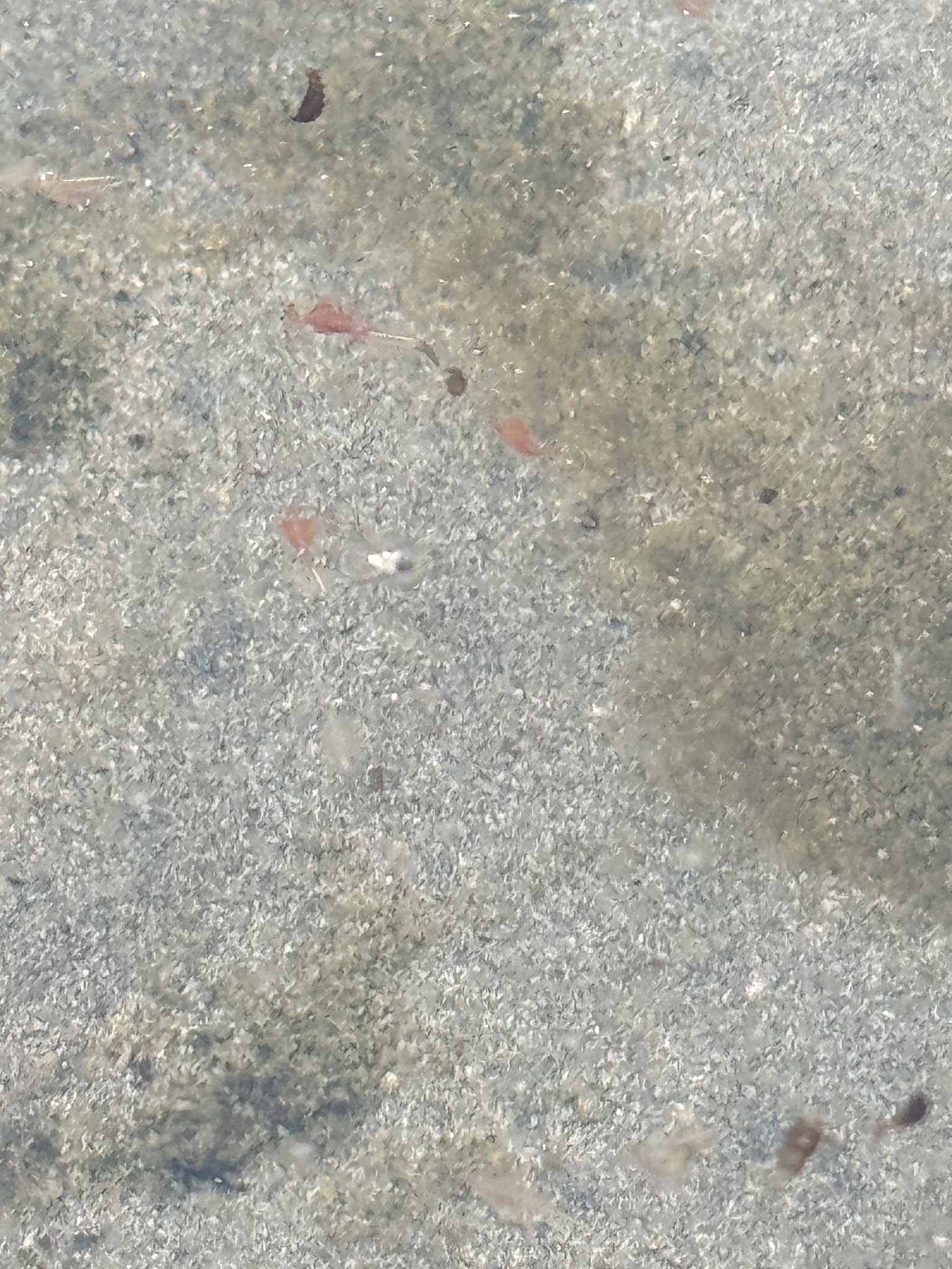 Artemia monica Verrill, 1869