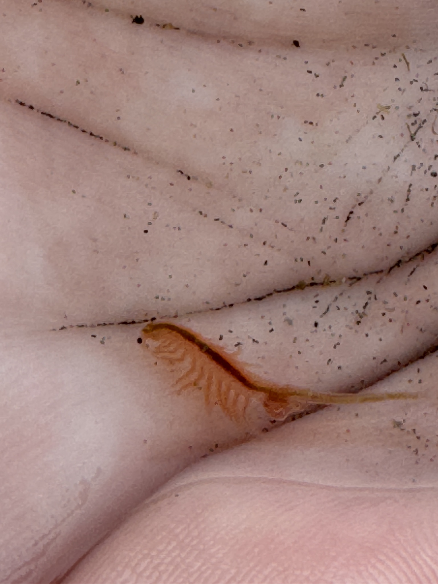 Artemia monica Verrill, 1869