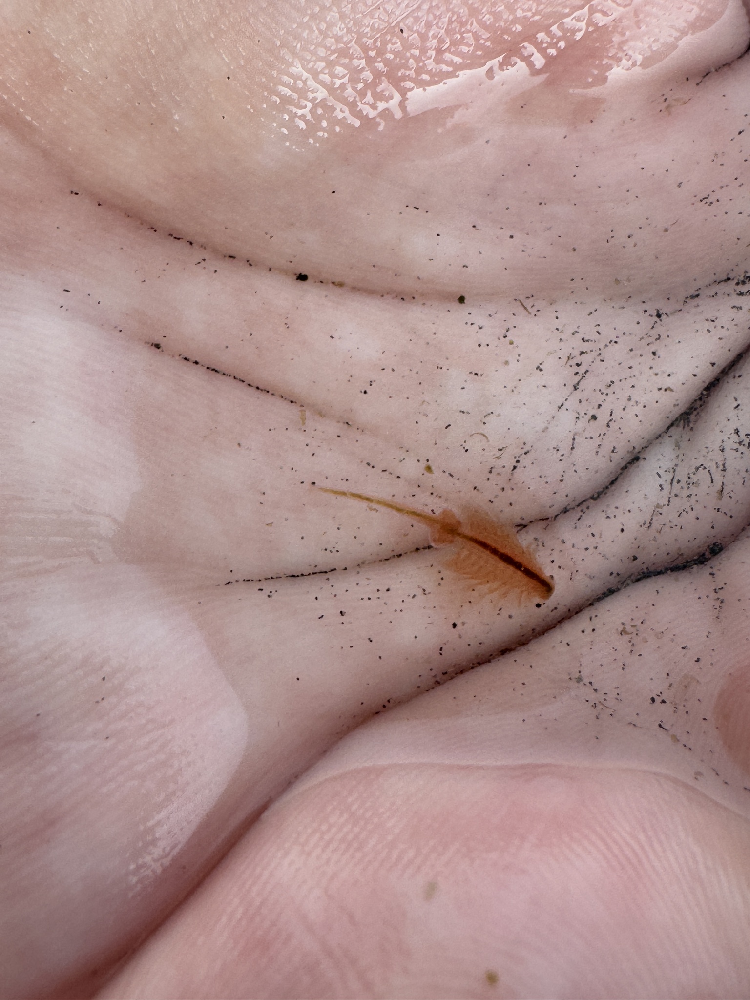 Artemia monica Verrill, 1869
