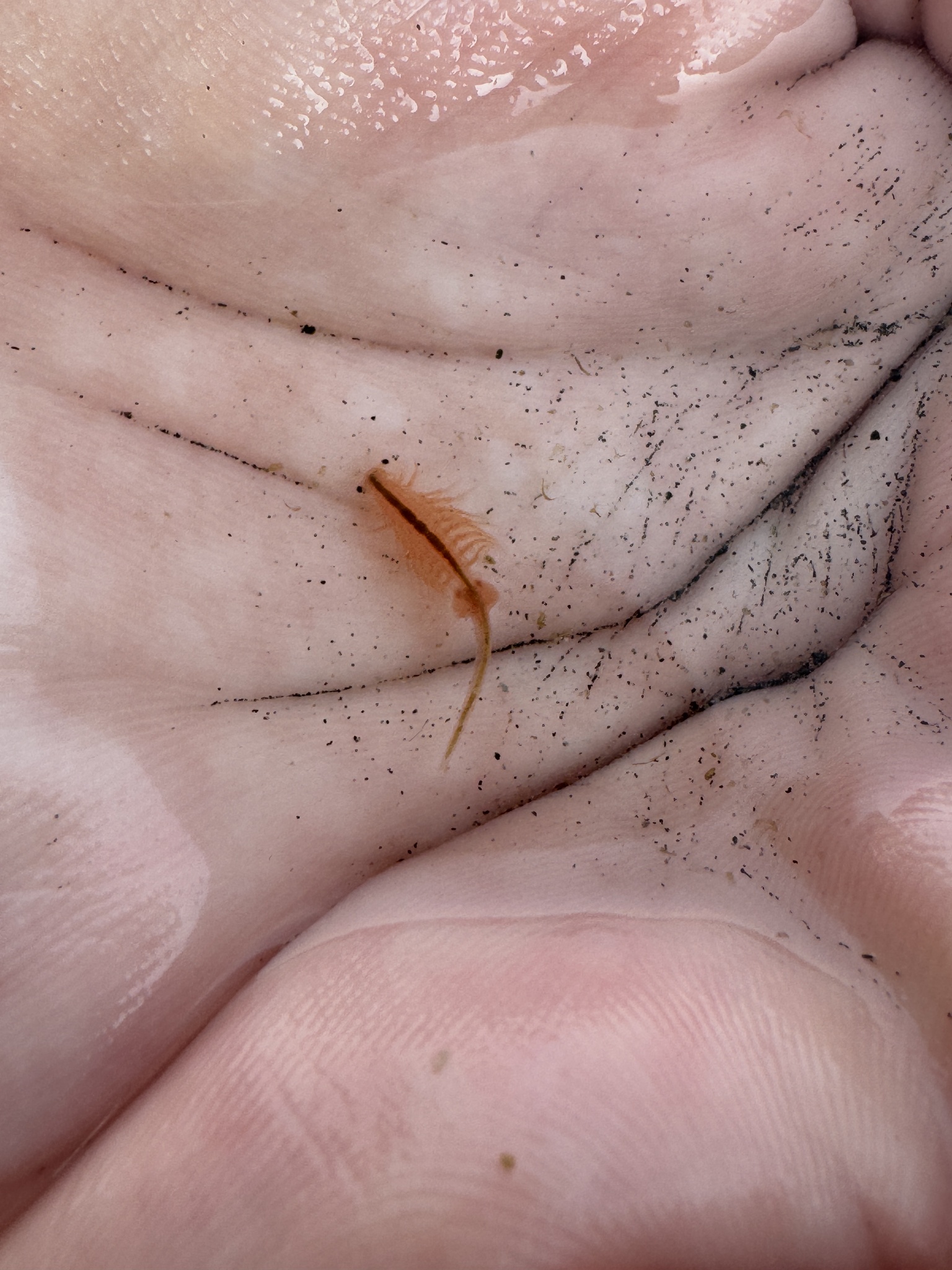 Artemia monica Verrill, 1869