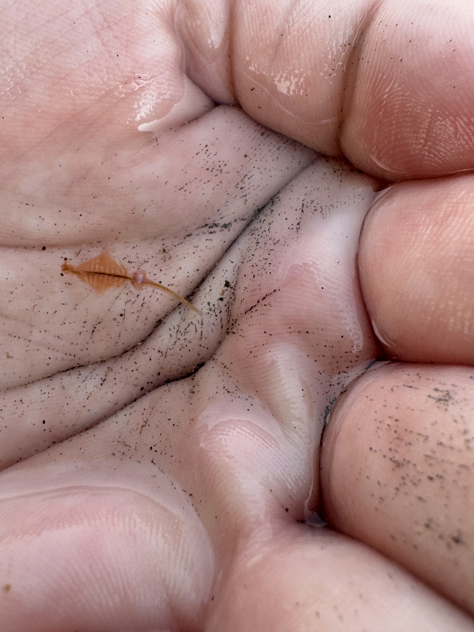 Artemia monica Verrill, 1869