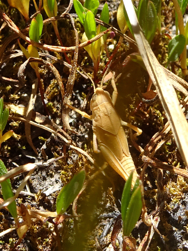 iNaturalist observation photo of Bandwing Grasshoppers