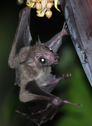 Leschenault's Rousette