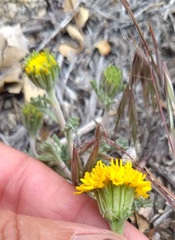 Chaenactis glabriuscula glabriuscula