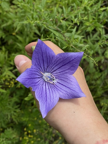 Image of Platycodon grandiflorus by (c) Jane Charlen, some rights reserved (CC BY)