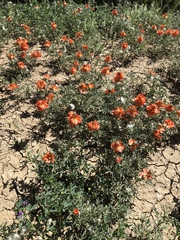 Sphaeralcea coccinea