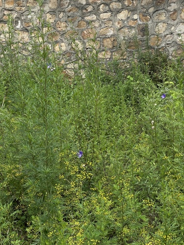 Image of Platycodon grandiflorus by (c) Jane Charlen, some rights reserved (CC BY)