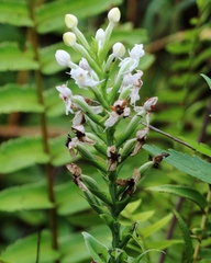 Habenaria monorrhiza