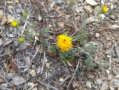 Chaenactis glabriuscula glabriuscula