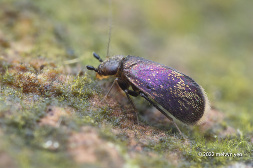Sousa Insected Genus Soa · iNaturalist