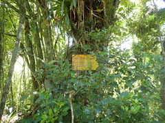 Podocarpus oleifolius