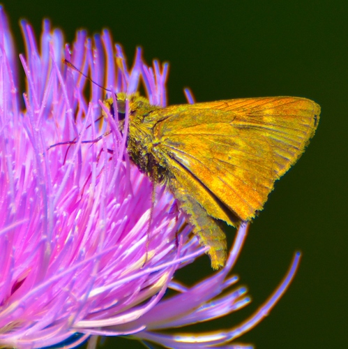 Southern Broken-Dash