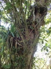 Podocarpus oleifolius