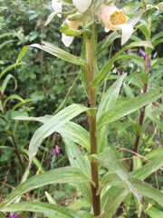 Digitalis lanata