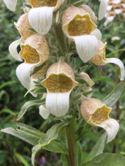 Digitalis lanata