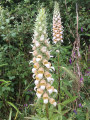 Digitalis lanata