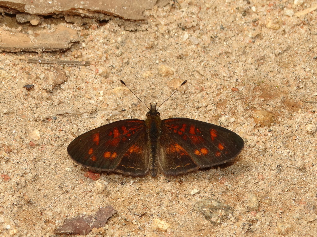 Ortilia polinella