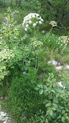 Laserpitium latifolium