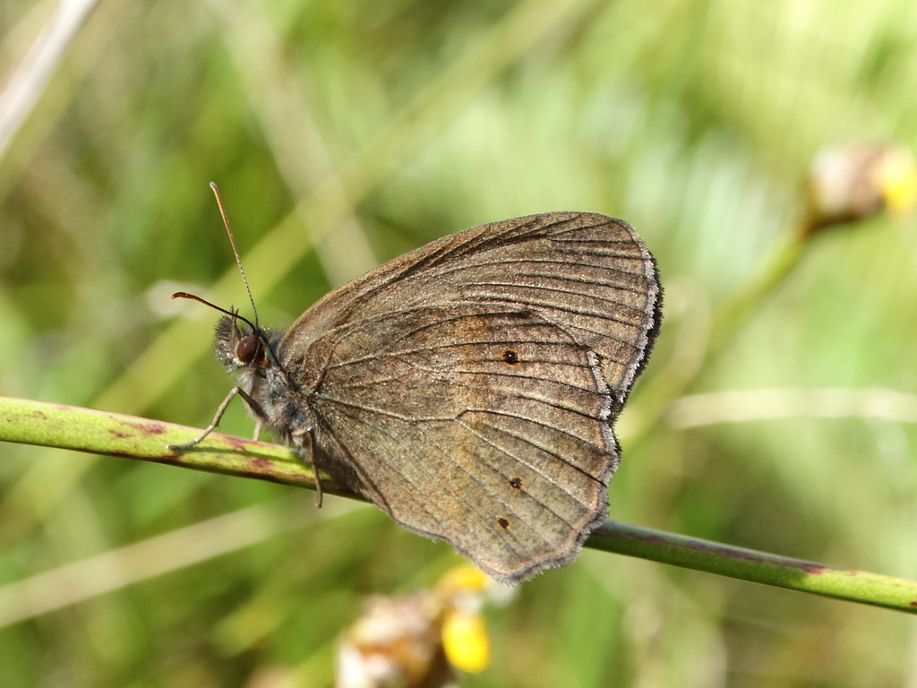 Carminda surpresa