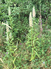 Digitalis lanata
