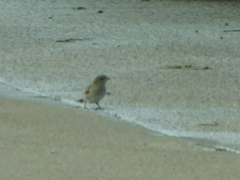 Passer domesticus