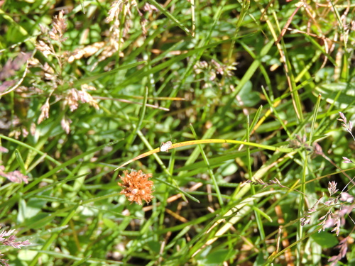 iNaturalist observation photo of True Bugs