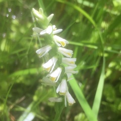 Spiranthes lucida