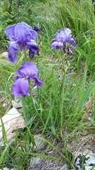 Iris pallida illyrica