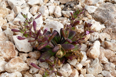 Saponaria aenesia