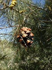 Pinus pinceana
