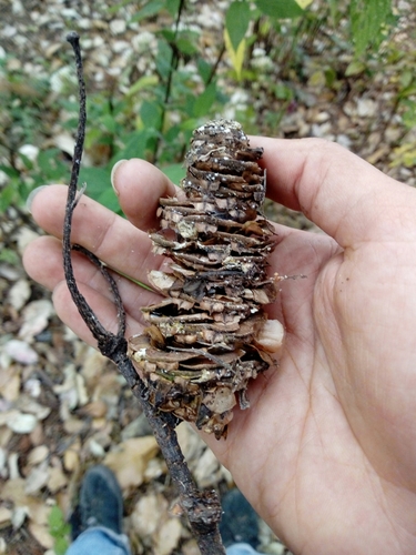 Jalisco fir