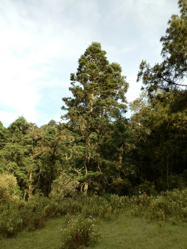 Image of Abies jaliscana by (c) Dante S. Figueroa, some rights reserved (CC BY-SA)