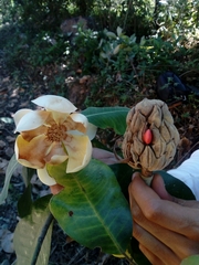 Magnolia iltisiana